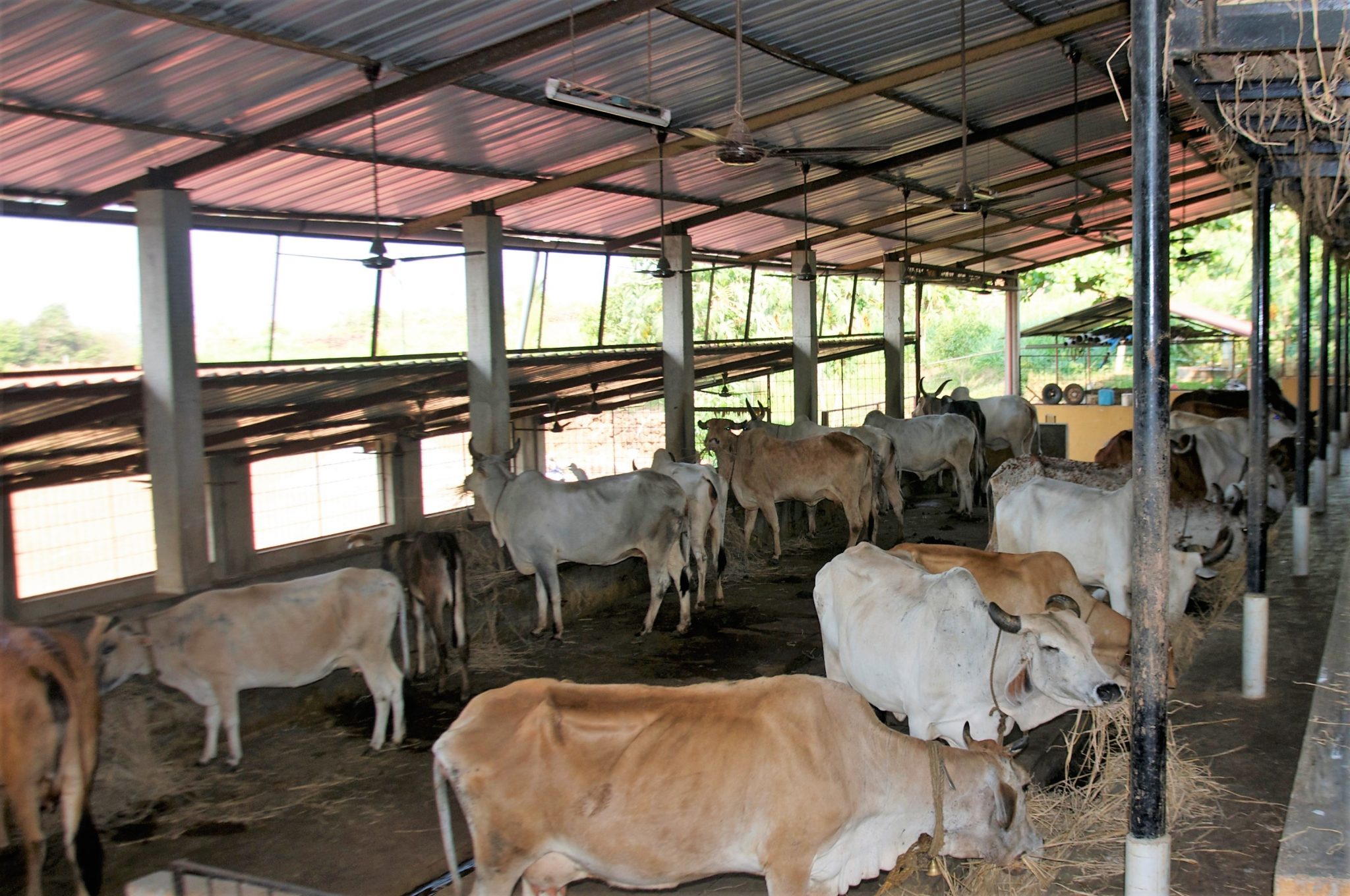 cattle-things-guyana