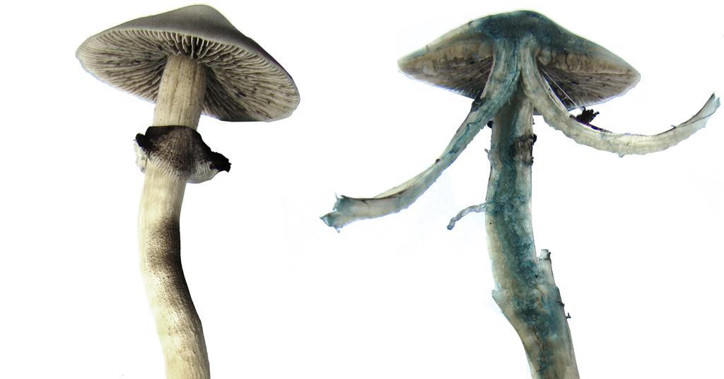  Magic Mushrooms